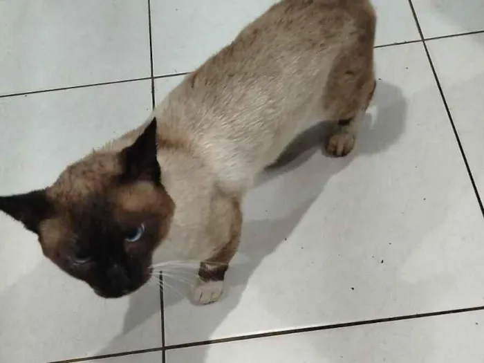 Gato raça Siamês idade 7 a 11 meses nome Capuchino