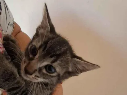 Gato raça SRD-ViraLata idade Abaixo de 2 meses nome Liz