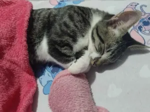 Gato raça SRD-ViraLata idade 2 a 6 meses nome botinhas 