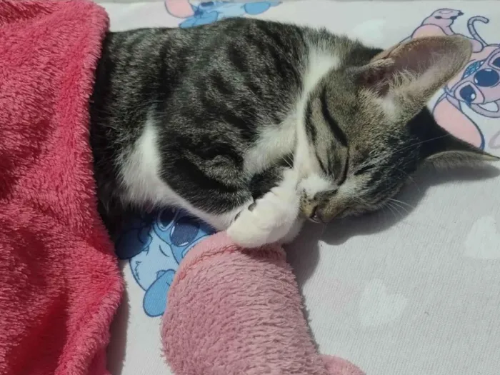 Gato raça SRD-ViraLata idade 2 a 6 meses nome botinhas 