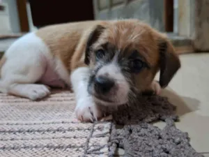 Cachorro raça SRD-ViraLata idade Abaixo de 2 meses nome ?? Filhotes