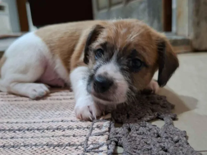 Cachorro raça SRD-ViraLata idade Abaixo de 2 meses nome ?? Filhotes