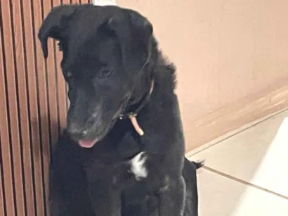 Cachorro raça SRD-ViraLata idade 2 a 6 meses nome Amora