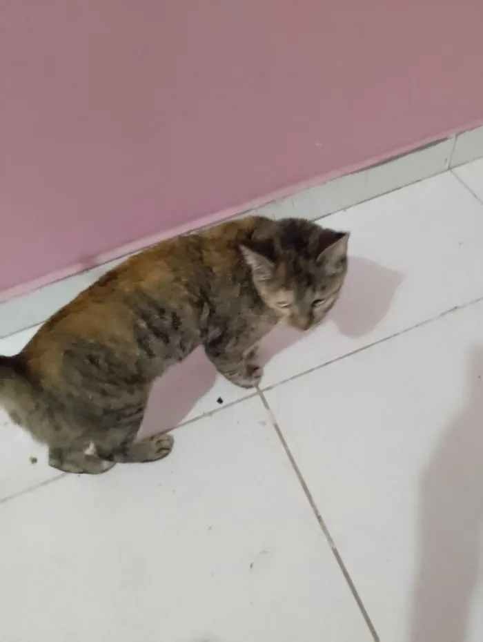Gato raça SRD-ViraLata idade 1 ano nome Laila
