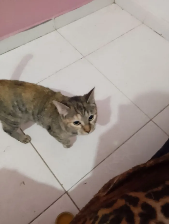 Gato raça SRD-ViraLata idade 1 ano nome Laila