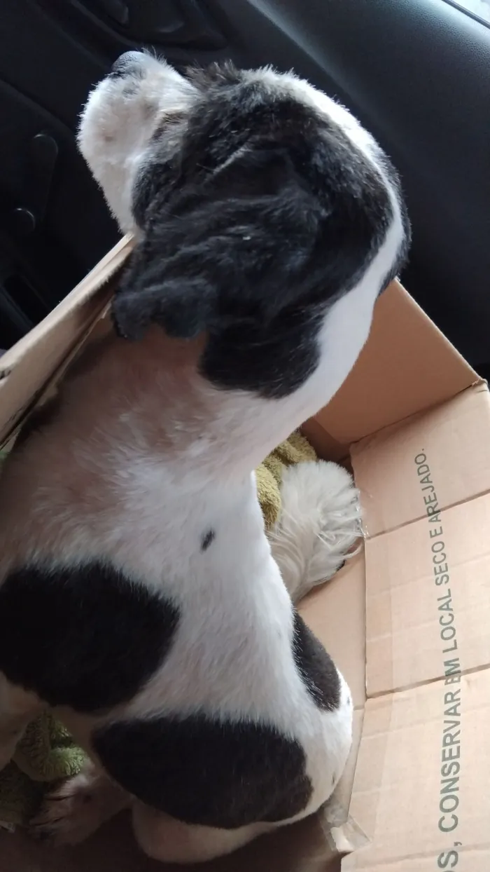 Cachorro raça Shitzu idade 1 ano nome Enzo