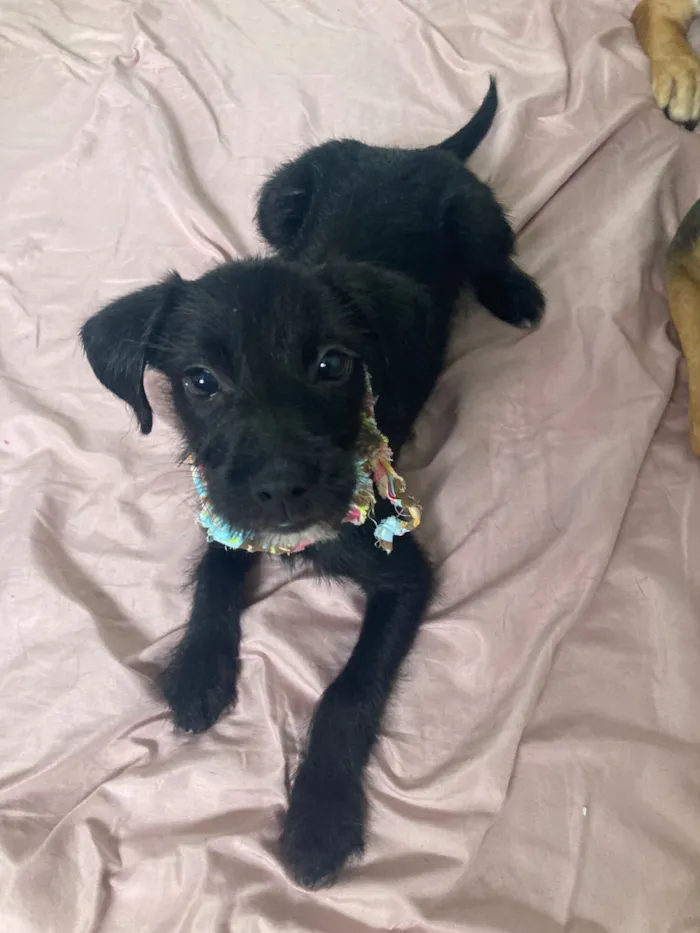 Cachorro raça SRD-ViraLata idade 2 a 6 meses nome Sofia