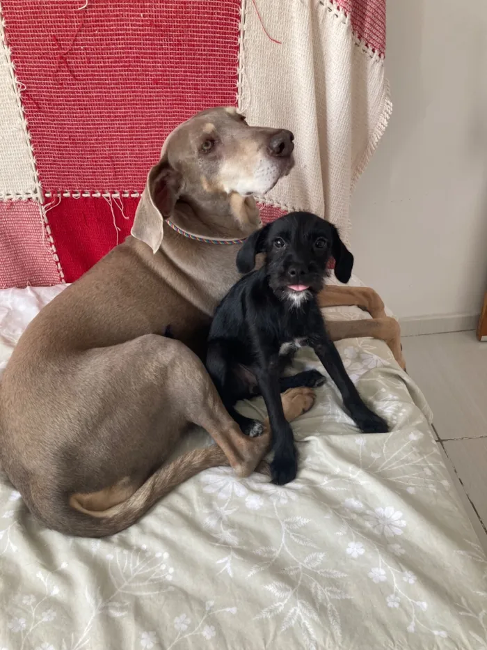 Cachorro raça SRD-ViraLata idade 2 a 6 meses nome Sofia
