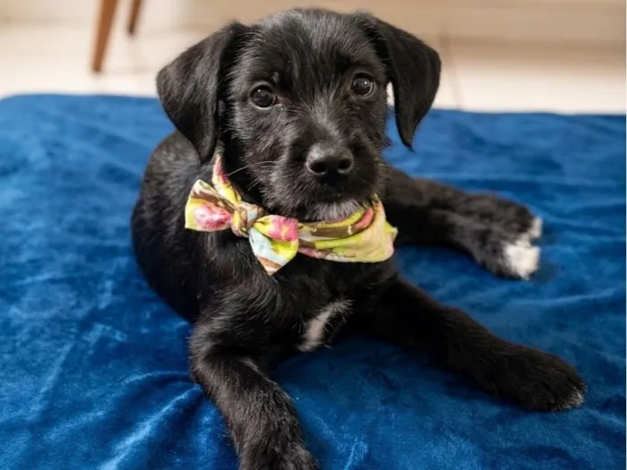 Cachorro raça SRD-ViraLata idade 2 a 6 meses nome Sofia