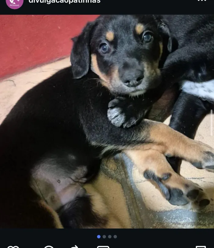 Cachorro raça SRD-ViraLata idade Abaixo de 2 meses nome sem nome 