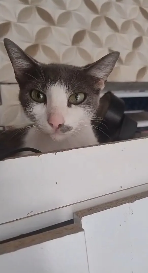Gato raça SRD-ViraLata idade 1 ano nome gatinha