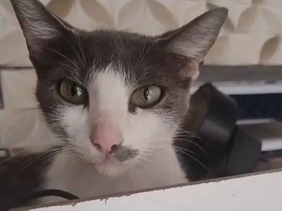 Gato raça SRD-ViraLata idade 1 ano nome gatinha