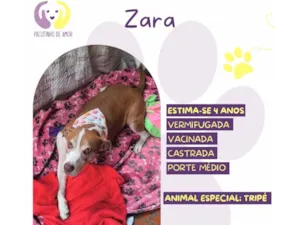 Cachorro raça SRD-ViraLata idade 4 anos nome Zara 