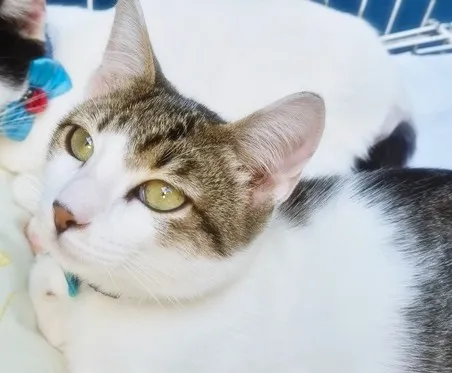 Gato raça SRD-ViraLata idade 2 a 6 meses nome PEDRO TOBIAS