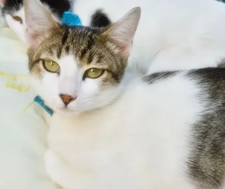 Gato raça SRD-ViraLata idade 2 a 6 meses nome PEDRO TOBIAS