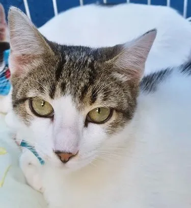 Gato raça SRD-ViraLata idade 2 a 6 meses nome PEDRO TOBIAS