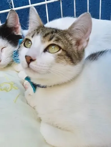 Gato raça SRD-ViraLata idade 2 a 6 meses nome PEDRO TOBIAS