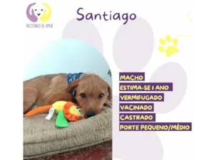 Cachorro raça SRD-ViraLata idade 1 ano nome Santiago 