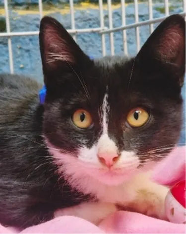 Gato raça SRD-ViraLata idade 2 a 6 meses nome BINHO FRAJOLA