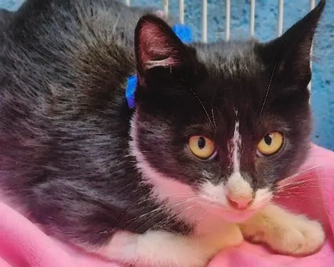 Gato raça SRD-ViraLata idade 2 a 6 meses nome BINHO FRAJOLA