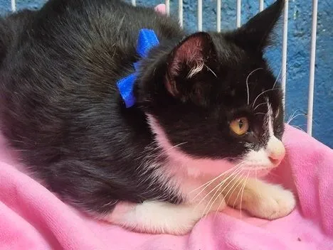 Gato raça SRD-ViraLata idade 2 a 6 meses nome BINHO FRAJOLA