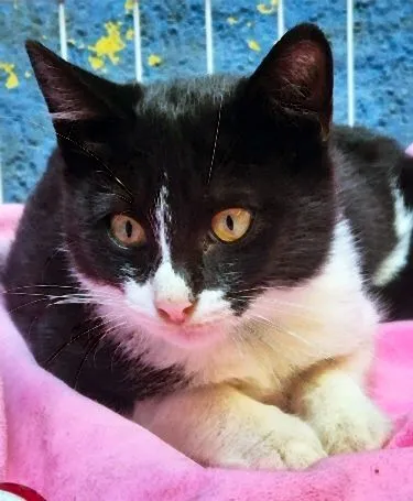 Gato raça SRD-ViraLata idade 2 a 6 meses nome BINHO FRAJOLA