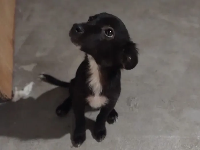 Cachorro raça SRD-ViraLata idade 2 a 6 meses nome Paçoca