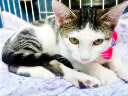 Gato raça SRD-ViraLata idade 2 a 6 meses nome MANA TEREZA