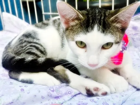 Gato raça SRD-ViraLata idade 2 a 6 meses nome MANA TEREZA