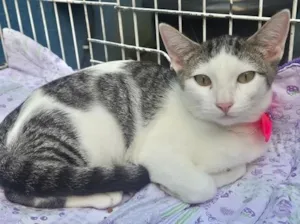 Gato raça SRD-ViraLata idade 2 a 6 meses nome MANA TEREZA