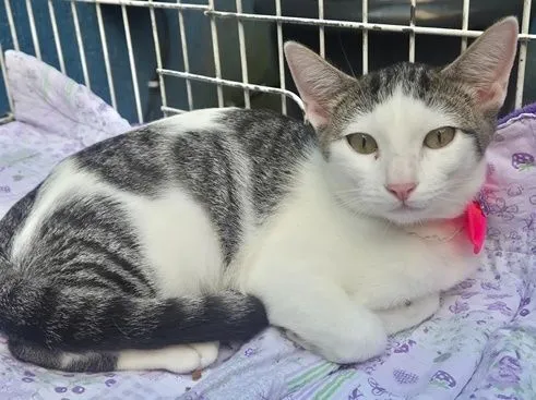 Gato raça SRD-ViraLata idade 2 a 6 meses nome MANA TEREZA