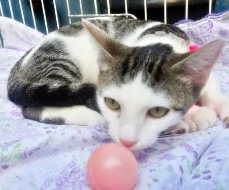 Gato raça SRD-ViraLata idade 2 a 6 meses nome MANA TEREZA