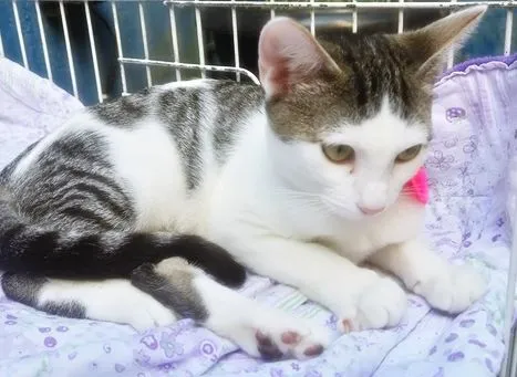 Gato raça SRD-ViraLata idade 2 a 6 meses nome MANA TEREZA