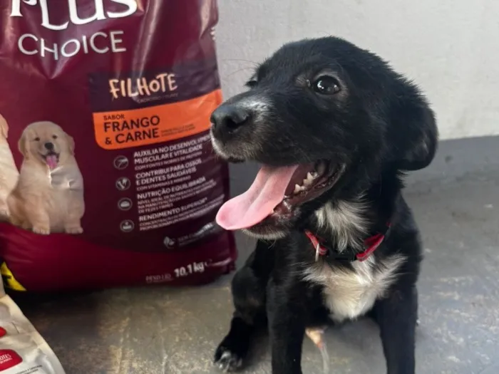 Cachorro raça SRD-ViraLata idade 2 a 6 meses nome Pontinha 