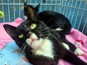 Gato raça SRD-ViraLata idade 2 a 6 meses nome BUBA FRAJOLA