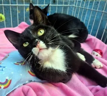 Gato raça SRD-ViraLata idade 2 a 6 meses nome BUBA FRAJOLA