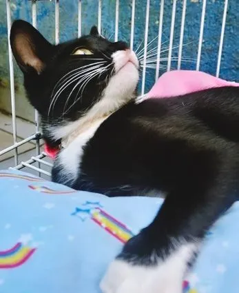 Gato raça SRD-ViraLata idade 2 a 6 meses nome BUBA FRAJOLA