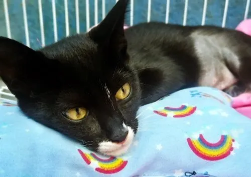 Gato raça SRD-ViraLata idade 2 a 6 meses nome BUBA FRAJOLA