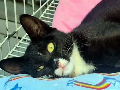 Gato raça SRD-ViraLata idade 2 a 6 meses nome BUBA FRAJOLA