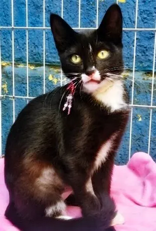 Gato raça SRD-ViraLata idade 2 a 6 meses nome BUBA FRAJOLA