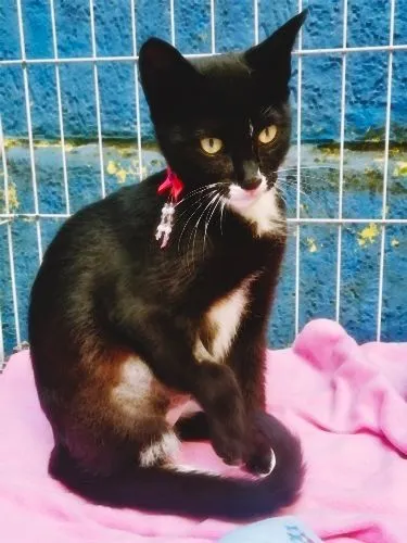 Gato raça SRD-ViraLata idade 2 a 6 meses nome BUBA FRAJOLA