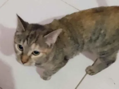 Gato raça SRD-ViraLata idade 1 ano nome Laila