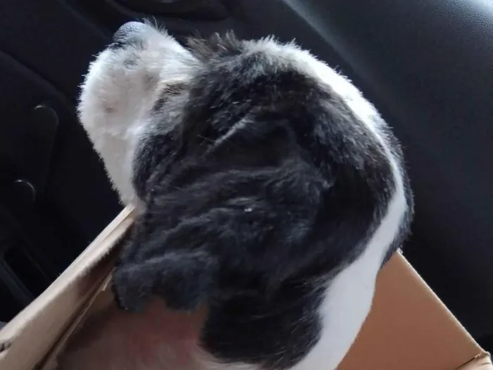 Cachorro raça Shitzu idade 1 ano nome Enzo