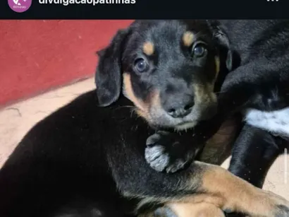 Cachorro raça SRD-ViraLata idade Abaixo de 2 meses nome sem nome 