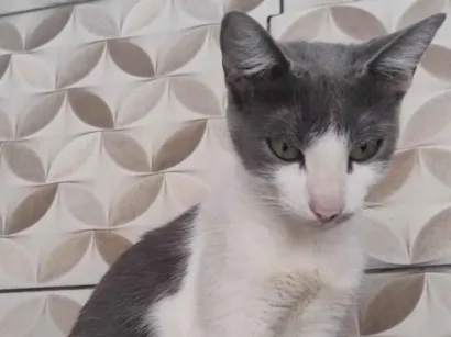 Gato raça SRD-ViraLata idade 1 ano nome gatinha