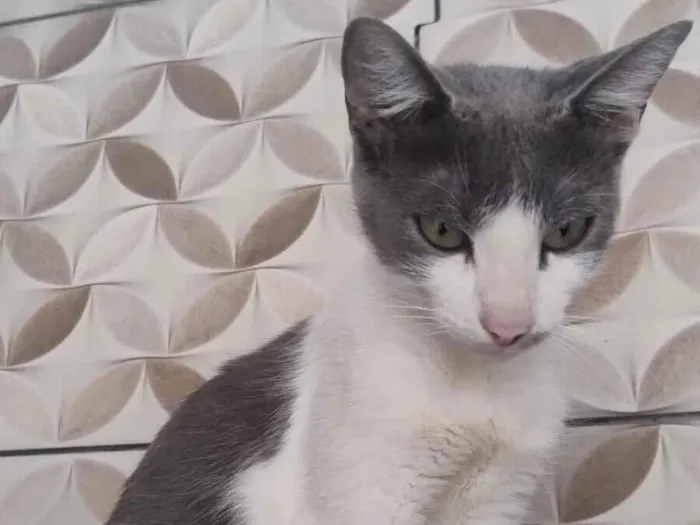 Gato raça SRD-ViraLata idade 1 ano nome gatinha