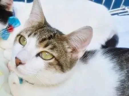 Gato raça SRD-ViraLata idade 2 a 6 meses nome PEDRO TOBIAS