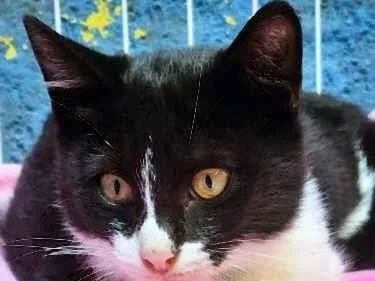 Gato raça SRD-ViraLata idade 2 a 6 meses nome BINHO FRAJOLA