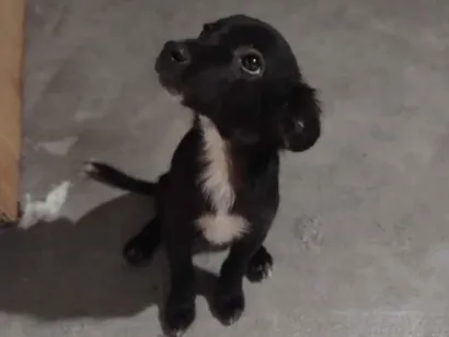 Cachorro raça SRD-ViraLata idade 2 a 6 meses nome Paçoca