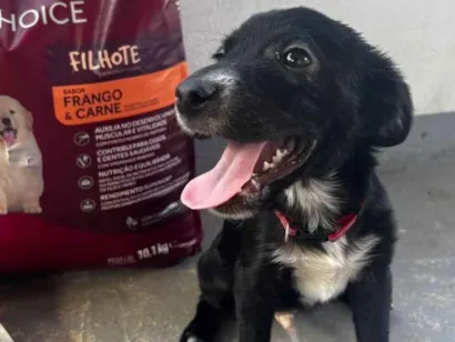 Cachorro raça SRD-ViraLata idade 2 a 6 meses nome Pontinha 